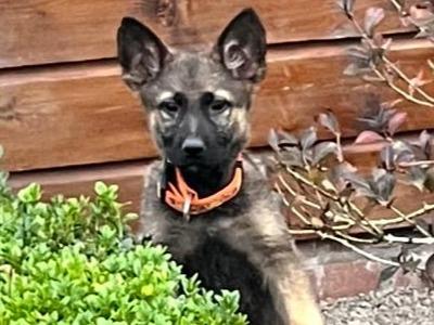German Shepherd puppies in Limerick