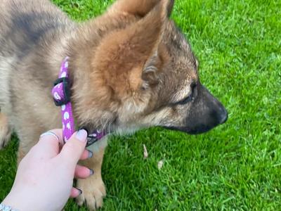 German Shepherd puppies in Limerick