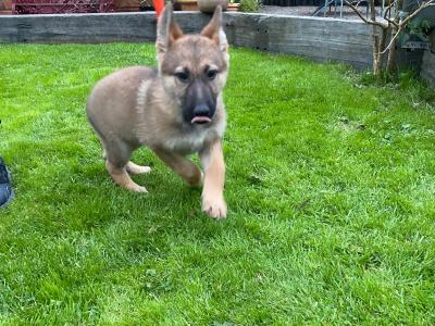 German Shepherd puppies in Limerick