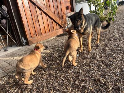 German Shepherd puppies in Limerick