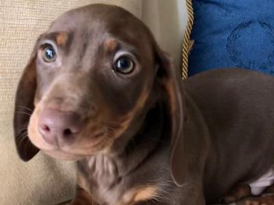 Miniature Dachshund puppies in Monaghan