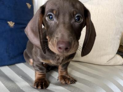 Miniature Dachshund puppies in Monaghan