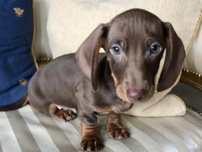 Miniature Dachshund puppies in Monaghan