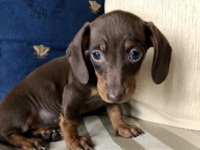 Miniature Dachshund puppies in Monaghan