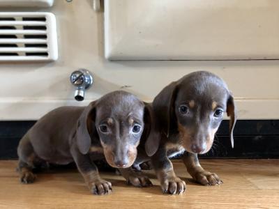 Miniature Dachshund puppies in Monaghan