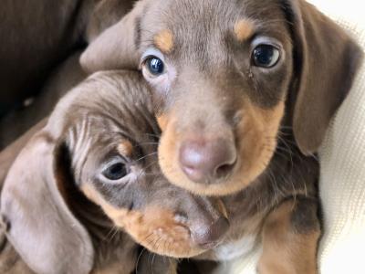 Miniature Dachshund puppies in Monaghan
