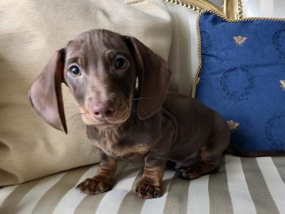 Miniature Dachshund puppies in Monaghan