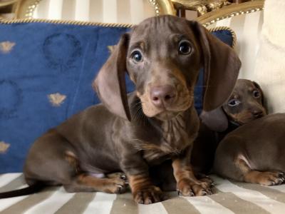 Miniature Dachshund puppies in Monaghan