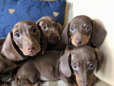Miniature Dachshund puppies in Monaghan