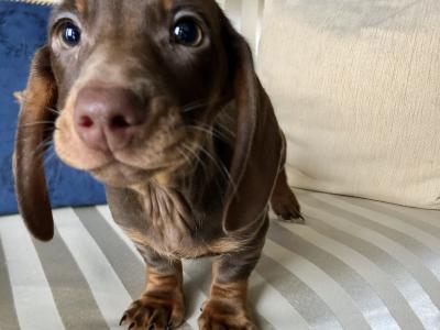 Miniature Dachshund puppies in Monaghan