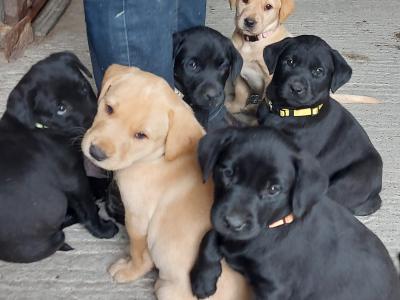 Pedigree IKC Registered Labrador puppies in Laois