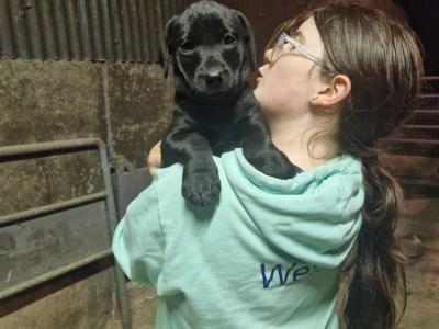 Pedigree IKC Registered Labrador puppies in Laois