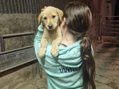 Pedigree IKC Registered Labrador puppies in Laois