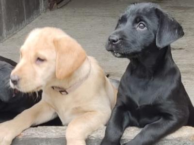 Pedigree IKC Registered Labrador puppies in Laois