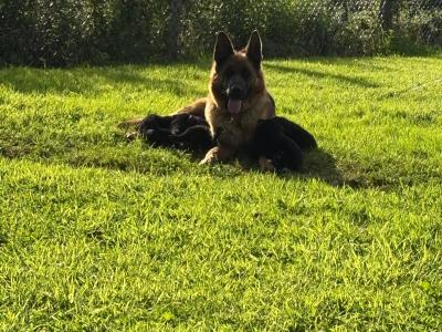 IKC Registered female German Shepherd puppy 4 months old in Cork - €799