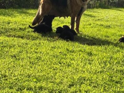 IKC Registered female German Shepherd puppy 4 months old in Cork - €799
