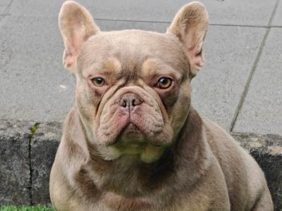 Female French Bulldog in Dublin