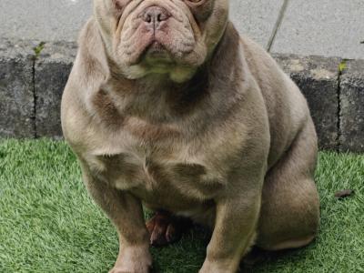 Female French Bulldog in Dublin