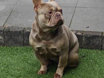 Female French Bulldog in Dublin
