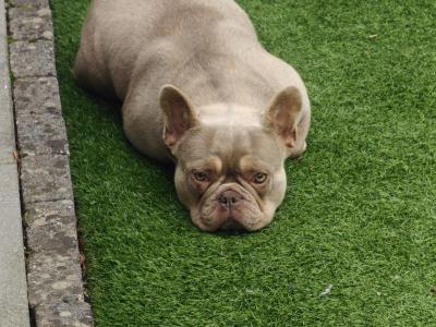 Female French Bulldog in Dublin