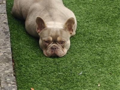 Female French Bulldog in Dublin