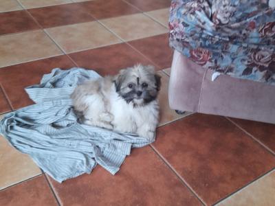 Male Shih Tzu puppy for sale in Longford