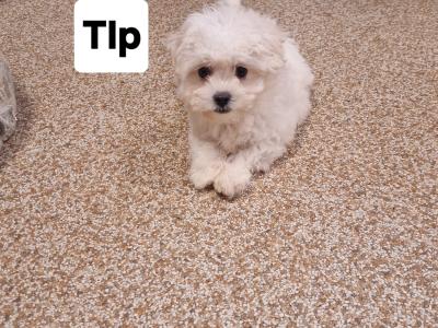 Maltichon puppies in Wexford