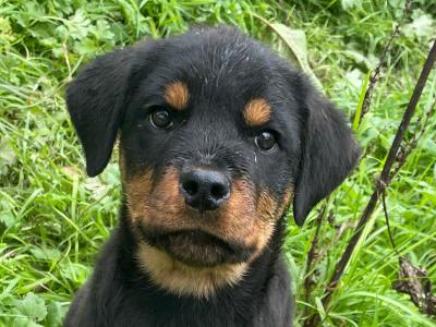 Rottweiler puppies in Wexford