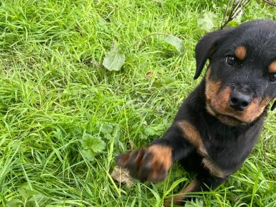 Rottweiler puppies in Wexford
