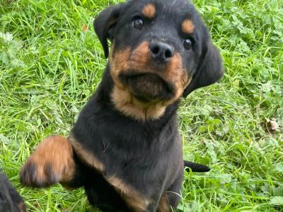 Rottweiler puppies in Wexford