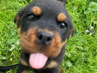 Rottweiler puppies in Wexford