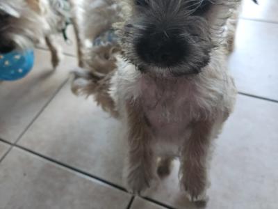 Snorkie puppies (Yorkshire Terrier , minaure Schnauzer   cutest puppies on the internet