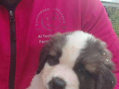 Pedigree Saint Bernard puppies in Roscommon