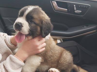 Pedigree Saint Bernard puppies in Roscommon