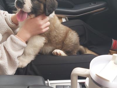 Pedigree Saint Bernard puppies in Roscommon