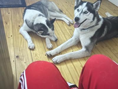Siberian Husky puppies in Offaly