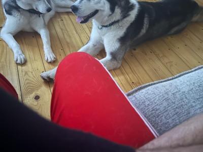 Siberian Husky puppies in Offaly