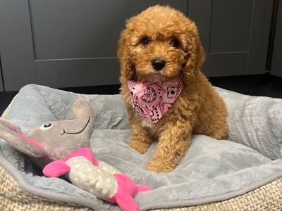 Cavapoo puppies for sale in Carlow 🐾❤️