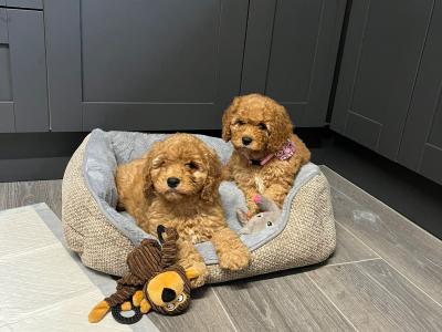 Cavapoo puppies for sale in Carlow 🐾❤️