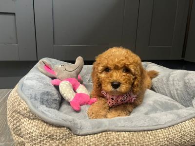 Cavapoo puppies for sale in Carlow 🐾❤️