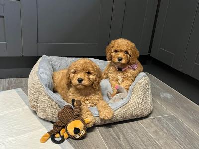 Cavapoo puppies for sale in Carlow 🐾❤️