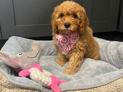 Cavapoo puppies for sale in Carlow 🐾❤️