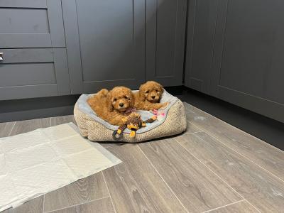 Cavapoo puppies for sale in Carlow 🐾❤️