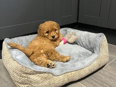 Cavapoo puppies for sale in Carlow 🐾❤️