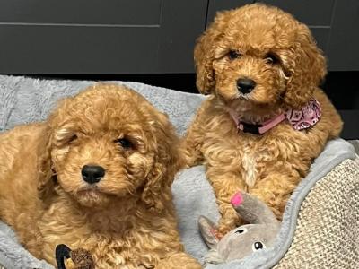 Cavapoo puppies for sale in Carlow 🐾❤️