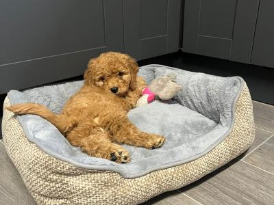 Cavapoo puppies for sale in Carlow 🐾❤️