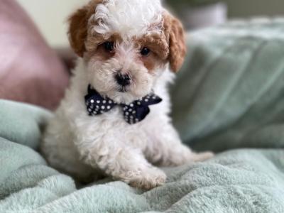 Adorable Toy Maltipoo puppies in Limerick