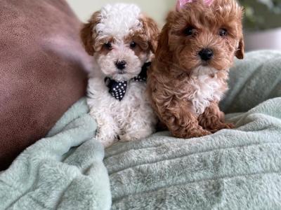 Adorable Toy Maltipoo puppies in Limerick