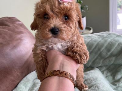 Adorable Toy Maltipoo puppies in Limerick