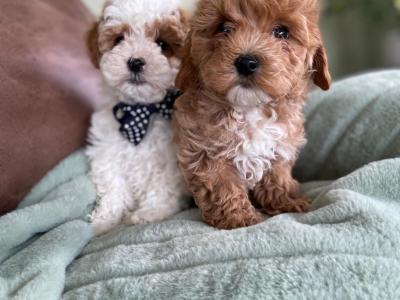 Adorable Toy Maltipoo puppies in Limerick